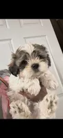 Junior, a male Maltese and Shih Tzu for sale in Jacksonville, FL – 3 of 3