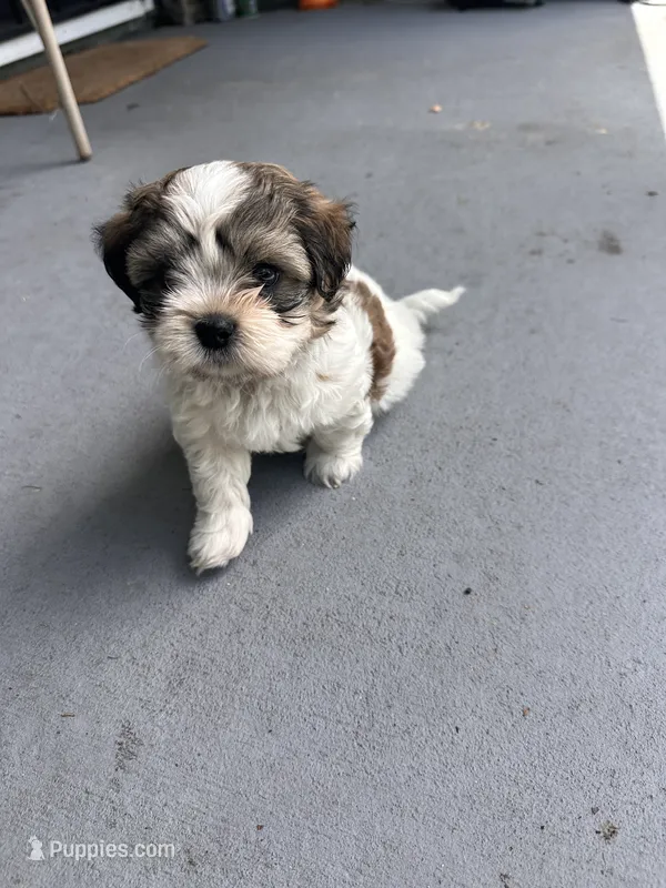 Junior – Maltese, Shih Tzu puppy for sale in Jacksonville, FL
