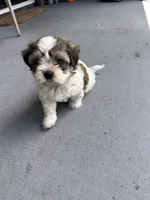 Junior, a male Maltese and Shih Tzu for sale in Jacksonville, FL – 1 of 3