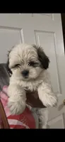 Pretty, a female Maltese and Shih Tzu for sale in Jacksonville, FL – 2 of 2
