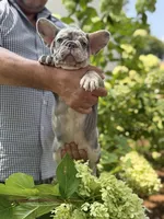 Orange, a female French Bulldog for sale in Roswell, GA – 3 of 10