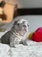 Orange, a female French Bulldog for sale in Roswell, GA – 9 of 10