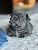 Green, a male French Bulldog for sale in Roswell, GA – 5 of 7