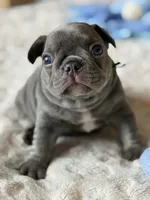Green, a male French Bulldog for sale in Roswell, GA – 2 of 7