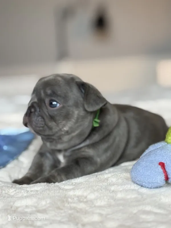 Green – French Bulldog puppy for sale in Roswell, GA