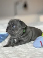 Green, a male French Bulldog for sale in Roswell, GA – 1 of 7