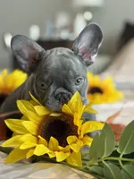 Green, a male French Bulldog for sale in Roswell, GA – 5 of 10