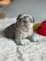 Orange, a female French Bulldog for sale in Roswell, GA – 8 of 10
