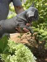 Green, a male French Bulldog for sale in Roswell, GA – 3 of 10