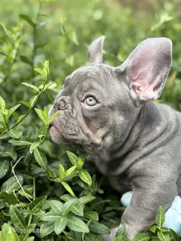 Green – French Bulldog puppy for sale in Roswell, GA