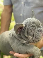 Green, a male French Bulldog for sale in Roswell, GA – 2 of 10