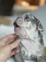 Orange, a female French Bulldog for sale in Roswell, GA – 5 of 10