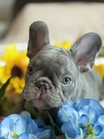 Green, a male French Bulldog for sale in Roswell, GA – 4 of 10
