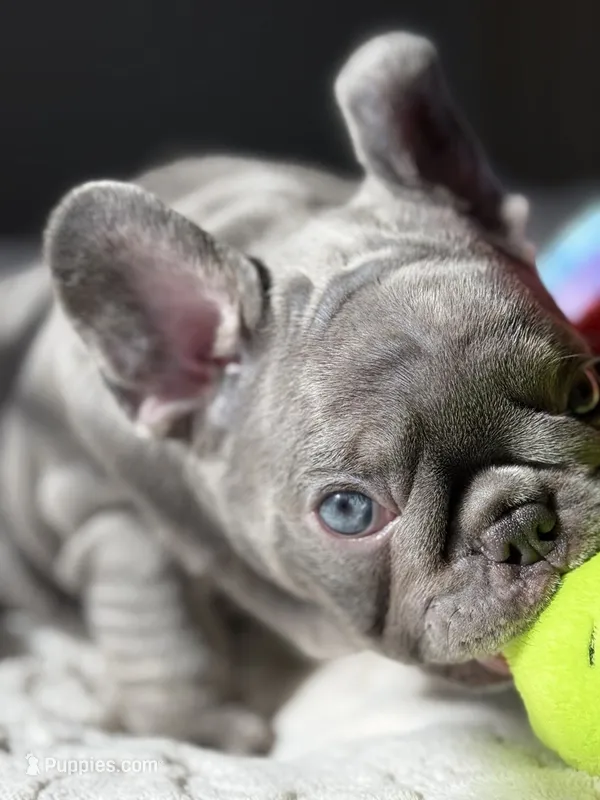 Green – French Bulldog puppy for sale in Roswell, GA
