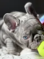 Green, a male French Bulldog for sale in Roswell, GA – 7 of 10