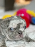 Orange, a female French Bulldog for sale in Roswell, GA – 2 of 10
