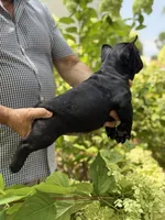 Black, a female French Bulldog for sale in Roswell, GA – 3 of 8