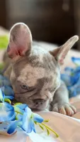 Orange, a female French Bulldog for sale in Roswell, GA – 5 of 10