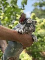 Orange, a female French Bulldog for sale in Roswell, GA – 2 of 10