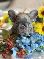 Green, a male French Bulldog for sale in Roswell, GA – 6 of 10