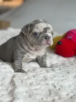 Orange, a female French Bulldog for sale in Roswell, GA – 7 of 10