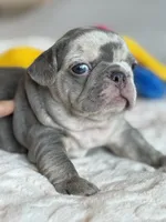 Orange, a female French Bulldog for sale in Roswell, GA – 3 of 10