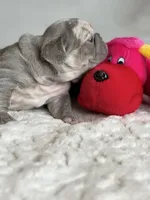 Orange, a female French Bulldog for sale in Roswell, GA – 4 of 10