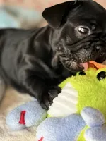 Black, a female French Bulldog for sale in Roswell, GA – 2 of 2