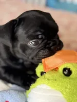 Black, a female French Bulldog for sale in Roswell, GA – 1 of 2