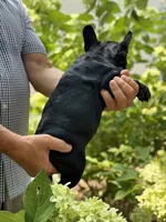 Black, a female French Bulldog for sale in Roswell, GA – 4 of 8