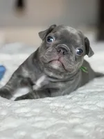 Green, a male French Bulldog for sale in Roswell, GA – 6 of 7