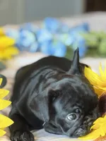 Black, a female French Bulldog for sale in Roswell, GA – 6 of 8
