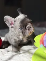 Green, a male French Bulldog for sale in Roswell, GA – 8 of 10