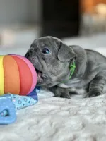 Green, a male French Bulldog for sale in Roswell, GA – 3 of 7