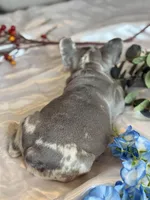Orange, a female French Bulldog for sale in Roswell, GA – 6 of 10