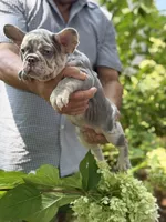 Orange, a female French Bulldog for sale in Roswell, GA – 4 of 10