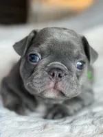 Green, a male French Bulldog for sale in Roswell, GA – 4 of 7