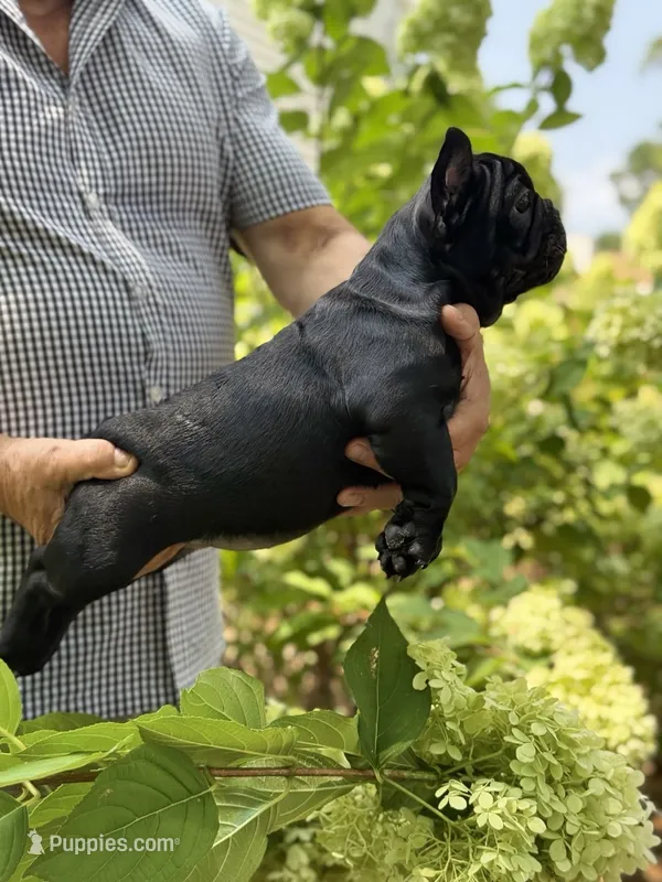 Black – French Bulldog puppy for sale in Roswell, GA