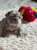 Orange, a female French Bulldog for sale in Roswell, GA – 6 of 10
