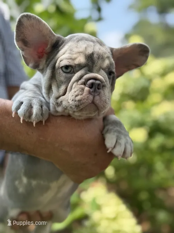 Orange – French Bulldog puppy for sale in Roswell, GA