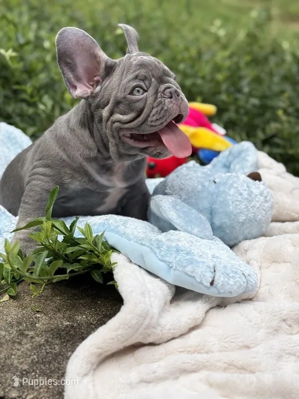 Green – French Bulldog puppy for sale in Roswell, GA