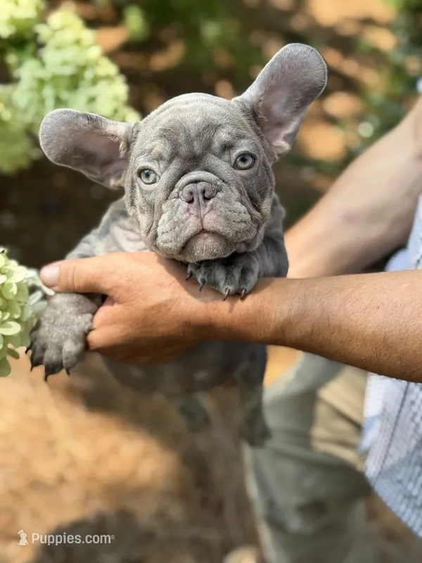 Green – French Bulldog puppy for sale in Roswell, GA