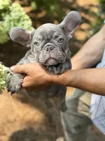 Green, a male French Bulldog for sale in Roswell, GA – 1 of 10