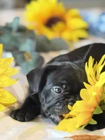 Black, a female French Bulldog for sale in Roswell, GA – 5 of 8