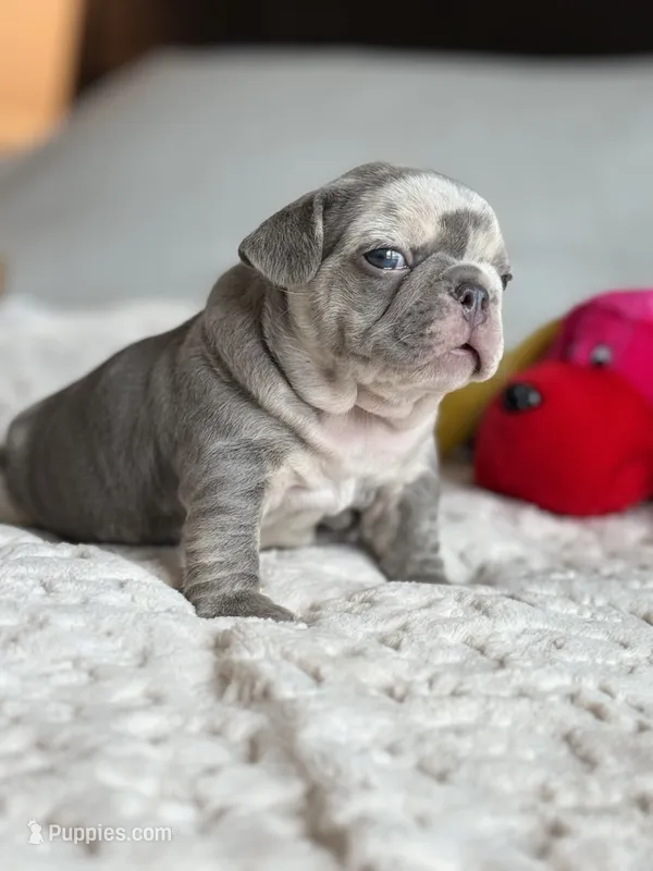 Orange – French Bulldog puppy for sale in Roswell, GA