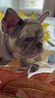 Orange, a female French Bulldog for sale in Roswell, GA – 7 of 10