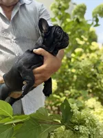 Black, a female French Bulldog for sale in Roswell, GA – 2 of 8