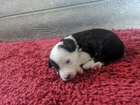 Finn, a male Border Collie for sale in Harlowton, MT – 6 of 10
