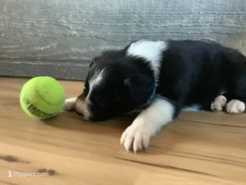 Rerun – Border Collie puppy on hold in Harlowton, MT