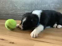Rerun, a male Border Collie for sale in Harlowton, MT – 3 of 10